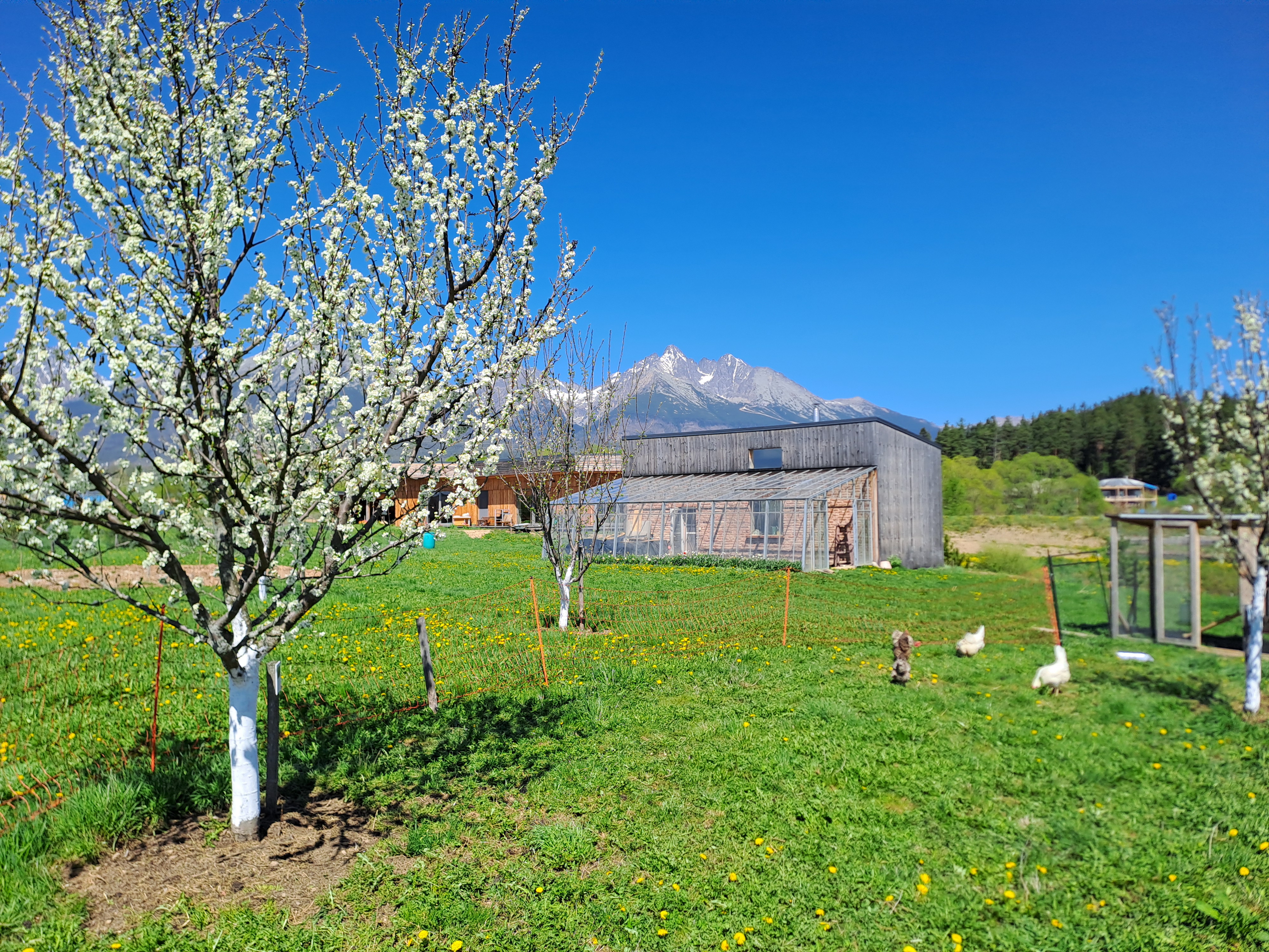 Predaj z dvora Krásne Sady, Mlynica